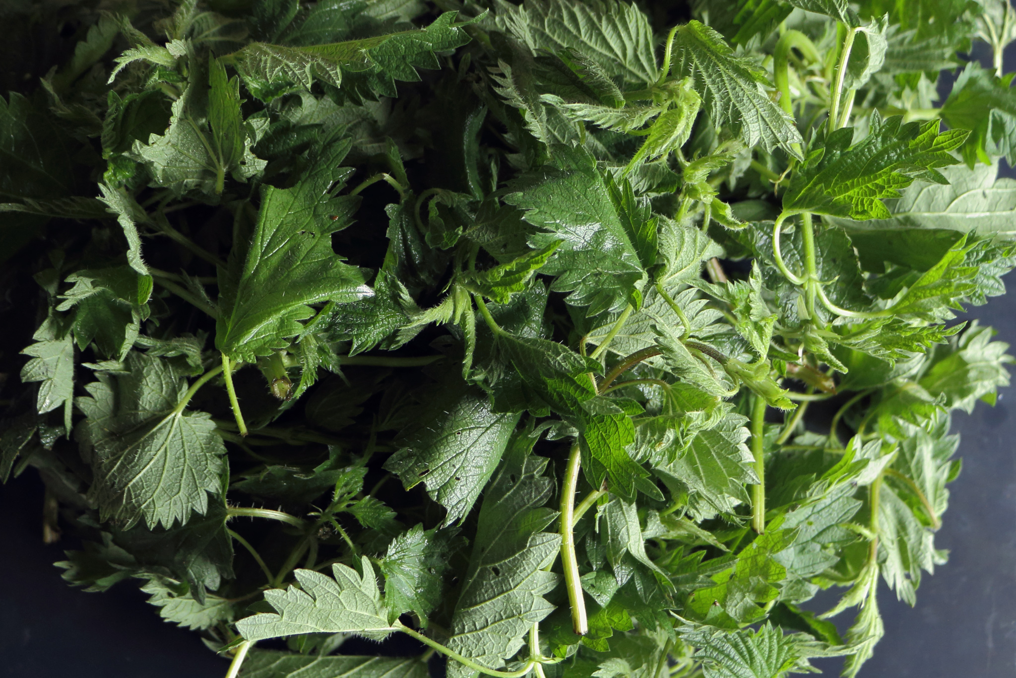 nettle2