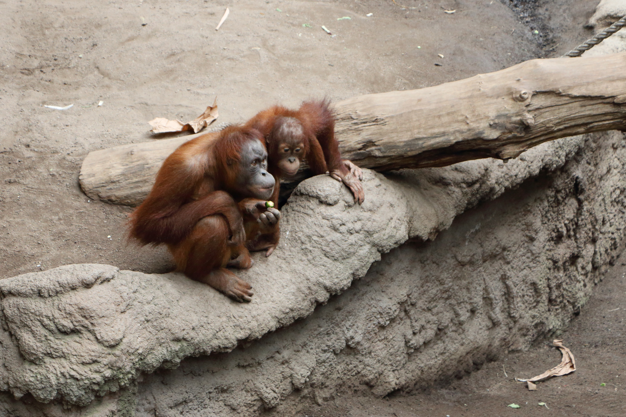 zoo02