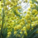 mimosa