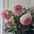 Dahlia