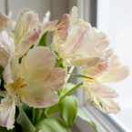 Spray of Spring Colors