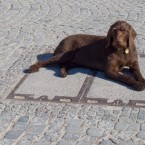 Hund am Markt
