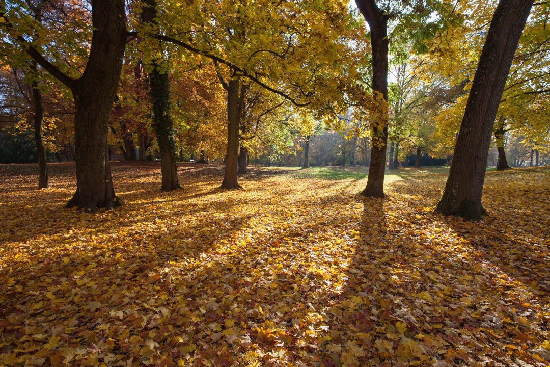 Goldener Herbst