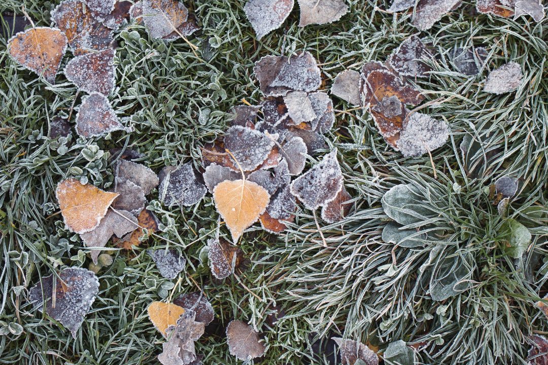 Frost