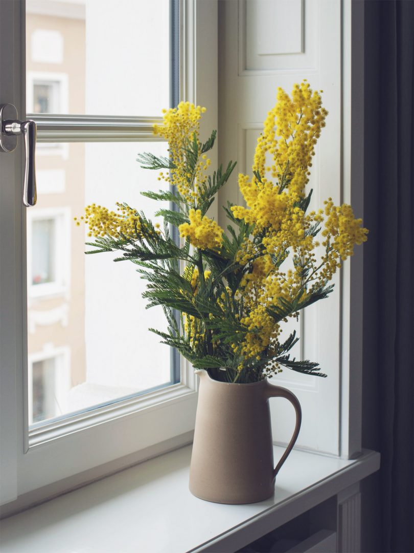 Mimosa
