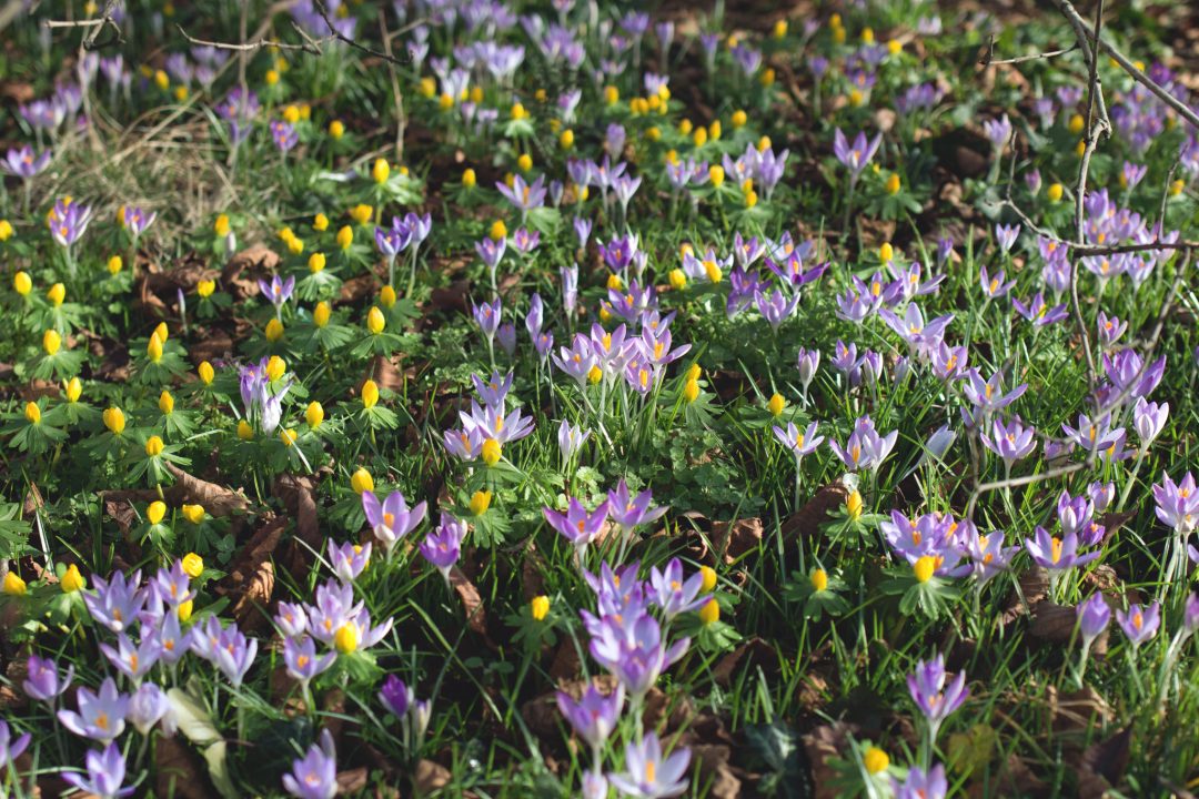 Krokus und Schneeglöckchen