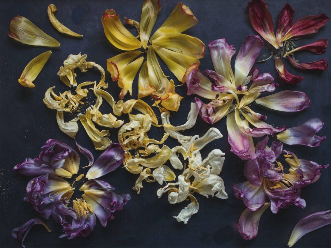 Tulpen