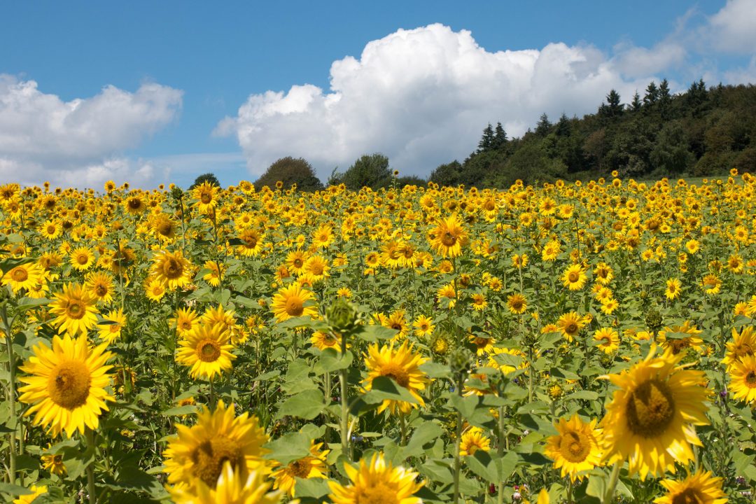 Sonnenblumen und Pilze
