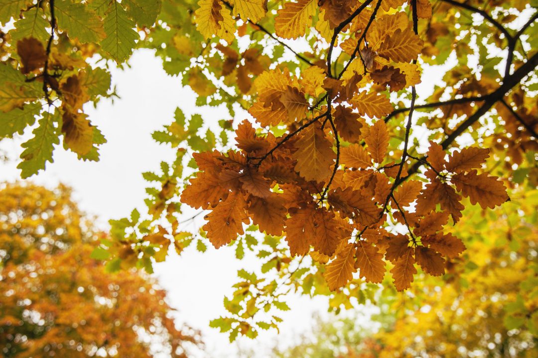 Herbstlaub