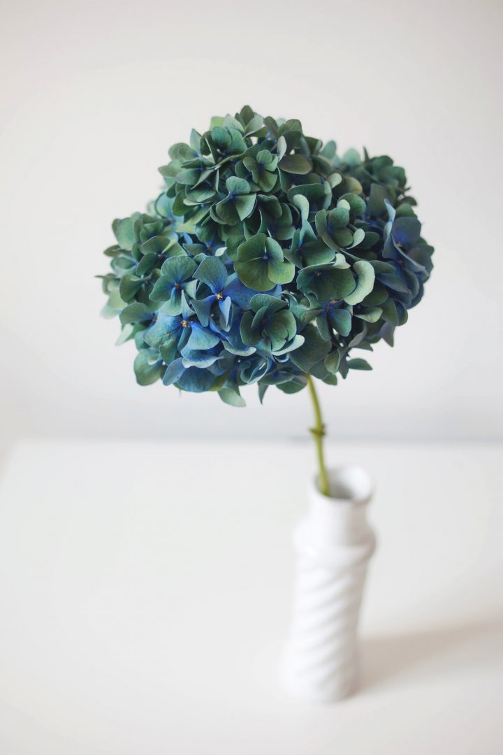 Hortensia