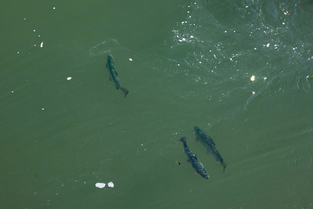 Fische der Isar