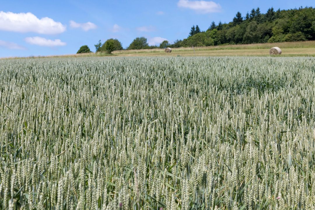 Sommerlich