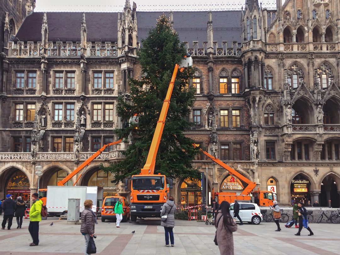 Baum im Bau