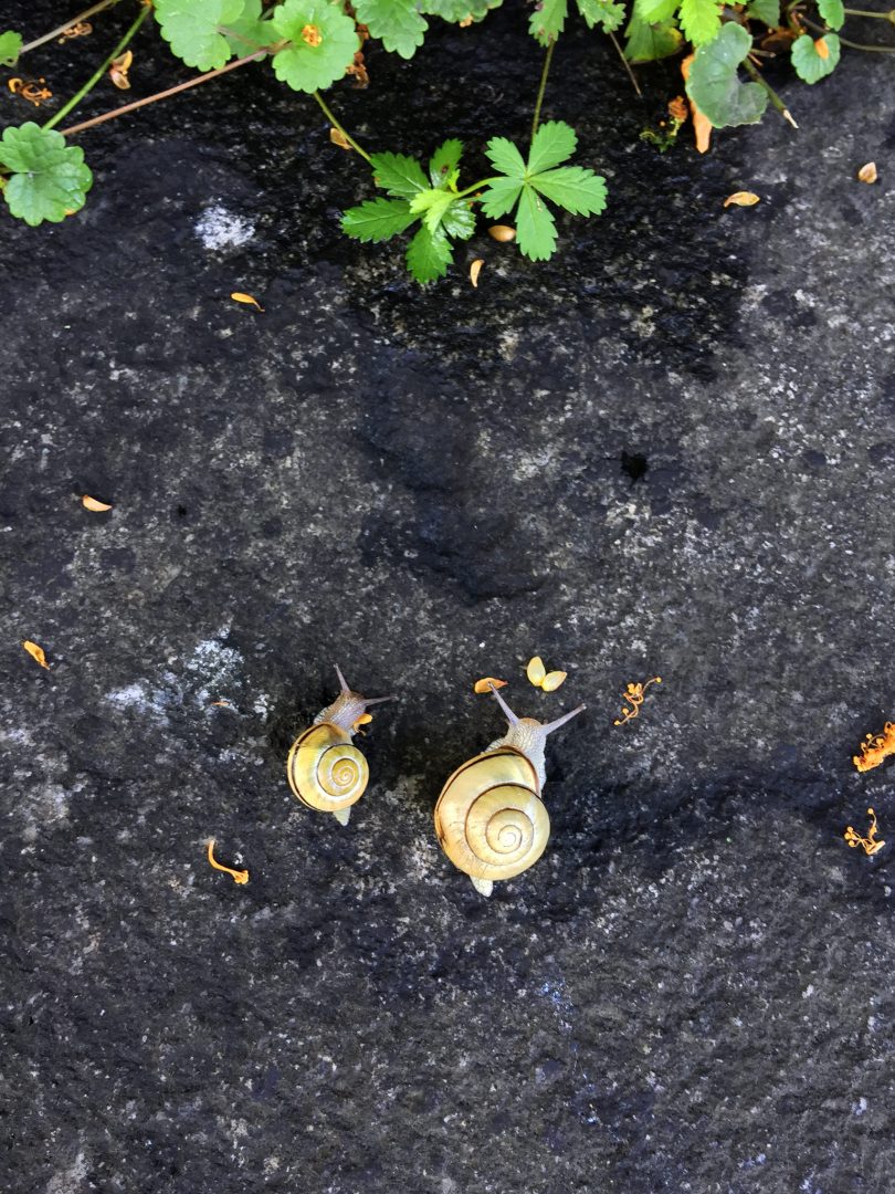 Schnecken