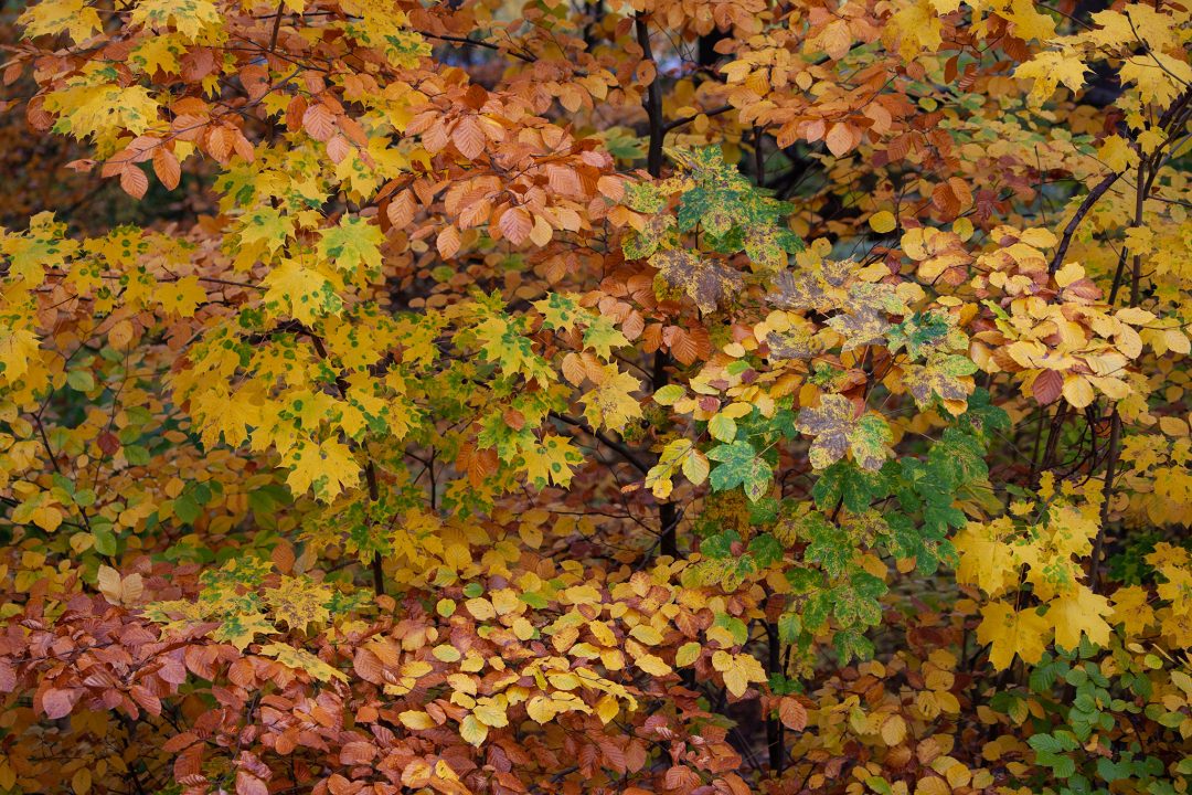 Herbstlaub