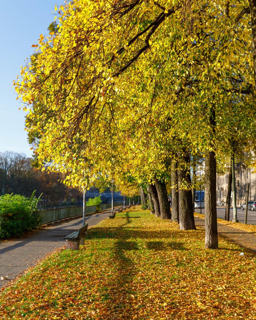 Linden im Herbst